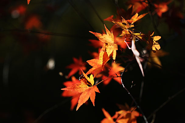 [Red and Yellow leaves]