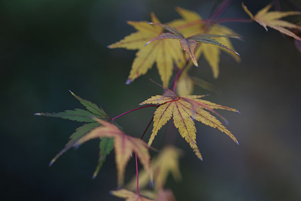 [Red and Yellow leaves]