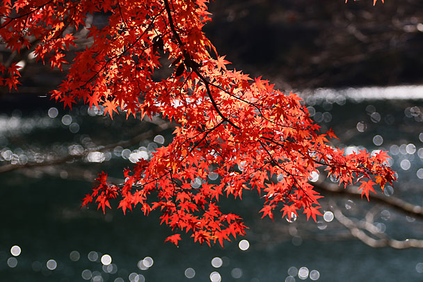 [Tanzawa-Lake Fall]
