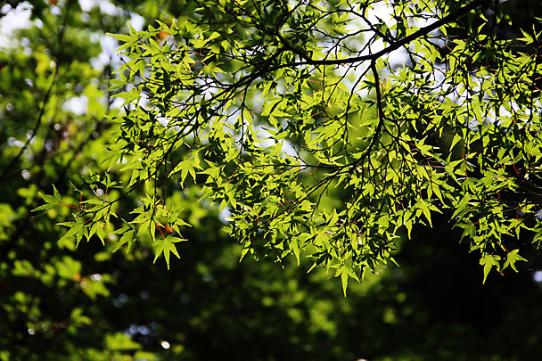 [Enkakuji]