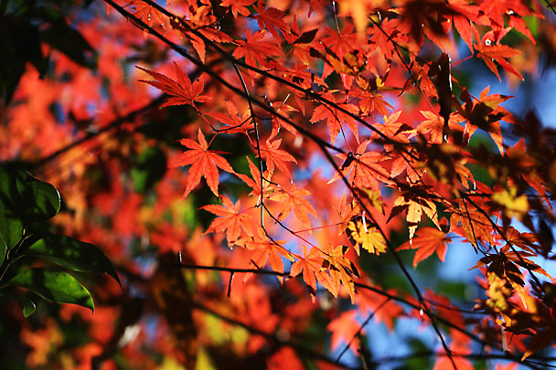 [Autumn colors]