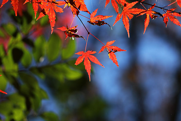 [Autumn colors]