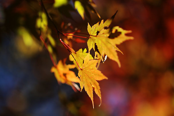 [Autumn colors]