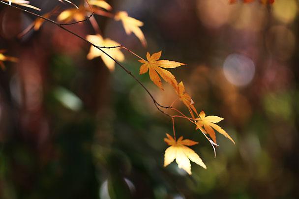 [Autumn colors]