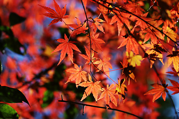 [Autumn colors]