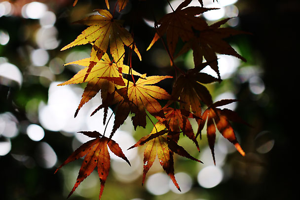 [Autumn Leaves]