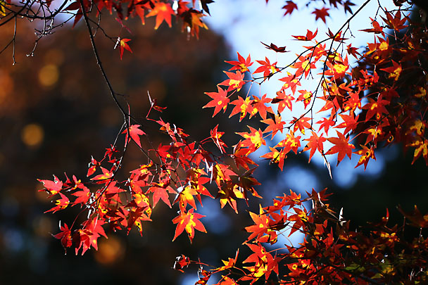 [Autumn colors]