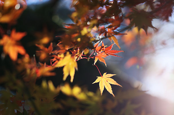 [Autumn colors]