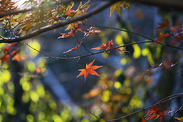 [Autumn colors]