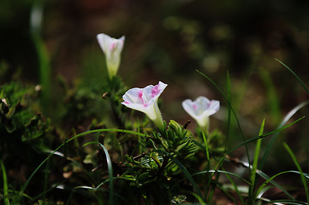 [Flowers at Mt.Kuno]