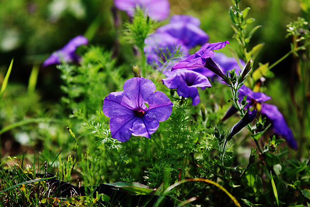 [Flowers at Mt.Kuno]