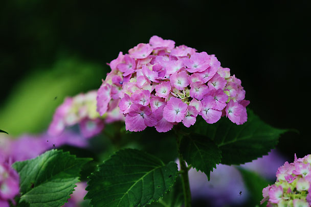 [Flowers at Mt.Kuno]