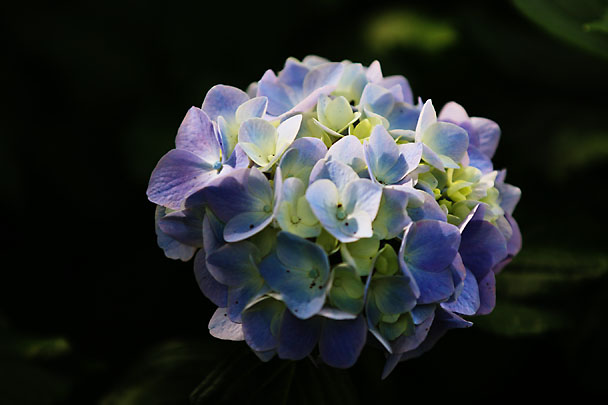 [Flowers at Mt.Kuno]