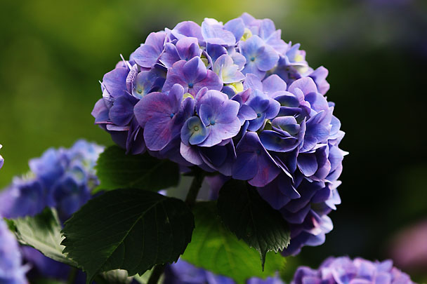 [Flowers at Mt.Kuno]