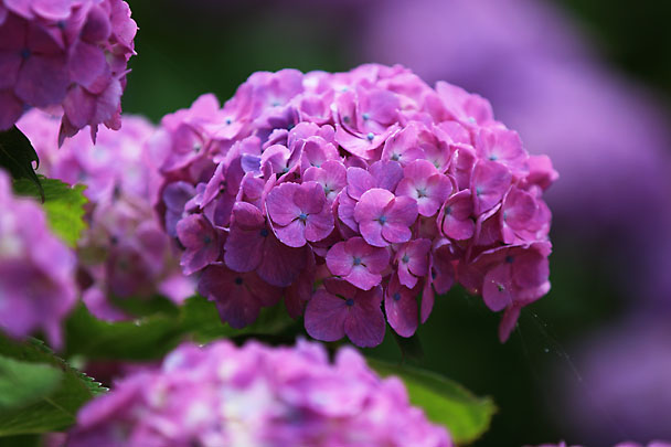 [Flowers at Mt.Kuno]