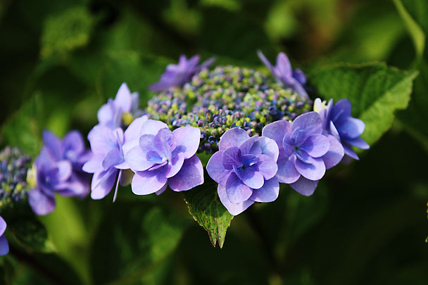 [Flowers at Mt.Kuno]