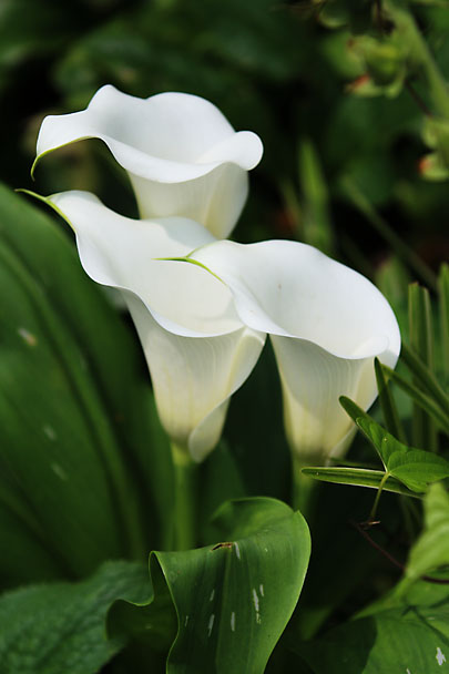 [Flowers at Mt.Kuno]