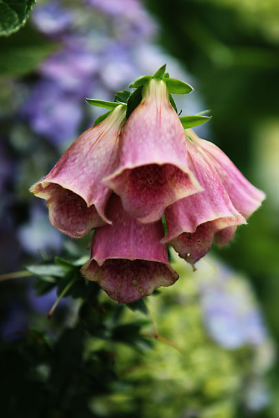 [Flowers at Mt.Kuno]