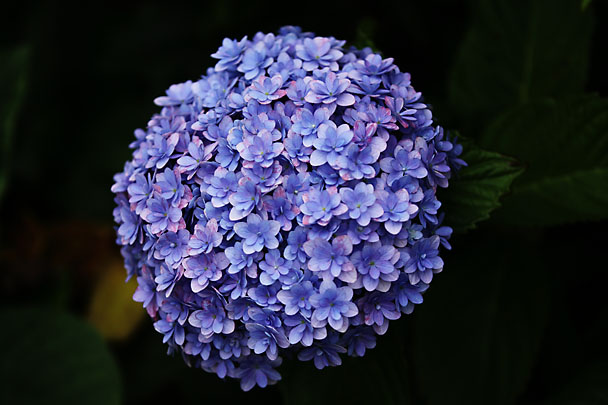 [Flowers at Mt.Kuno]
