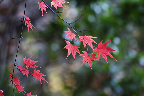 [Fall Leaf]
