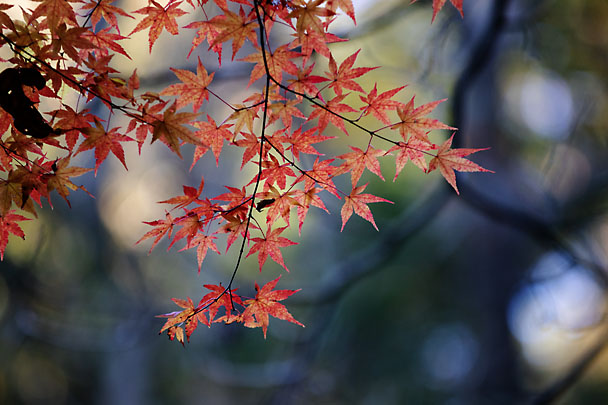 [Fall Leaf]