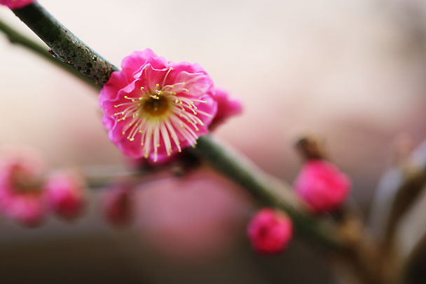 [Apricot Tree]