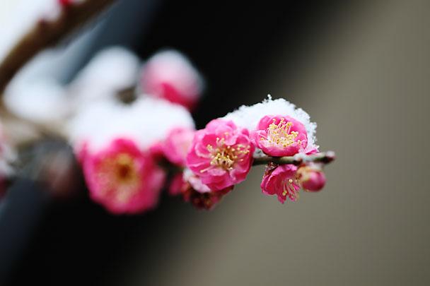 [Apricot Tree]