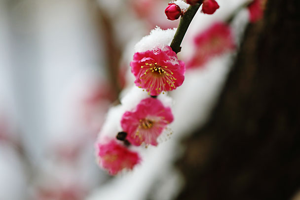[Apricot Tree]